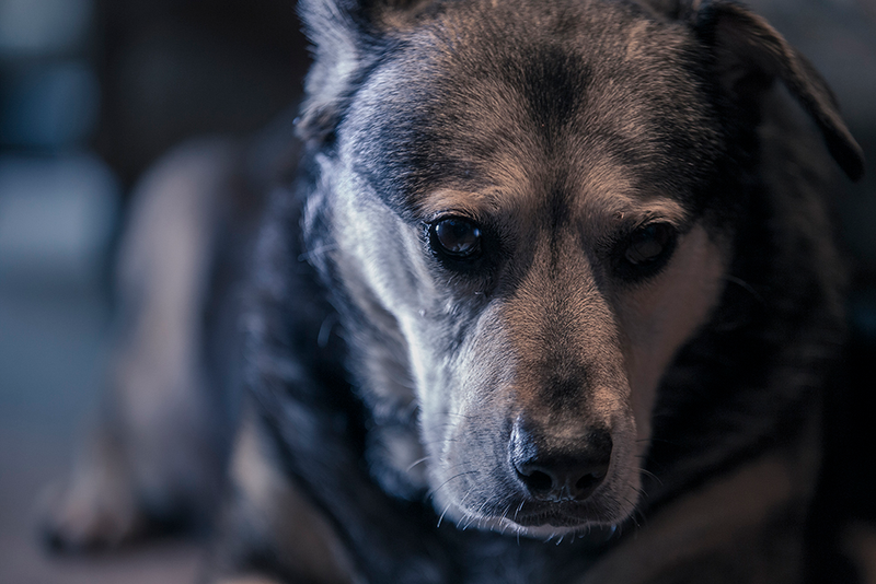Illustration for article titled 39 *Scratchy Scratchy* Photos of Dogs